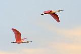 Roseate Spoonbills In Flight_33340